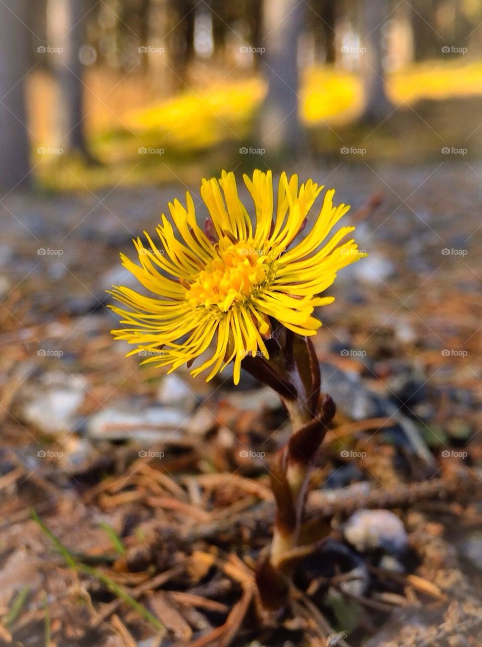 Spring flower