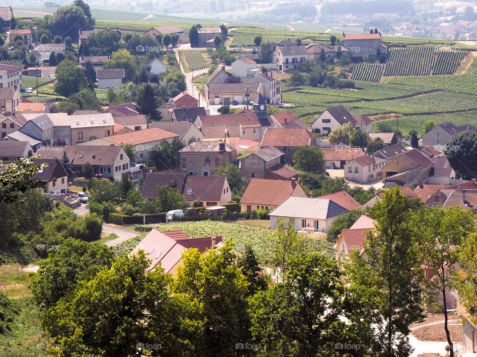 Champagne. Vineyards