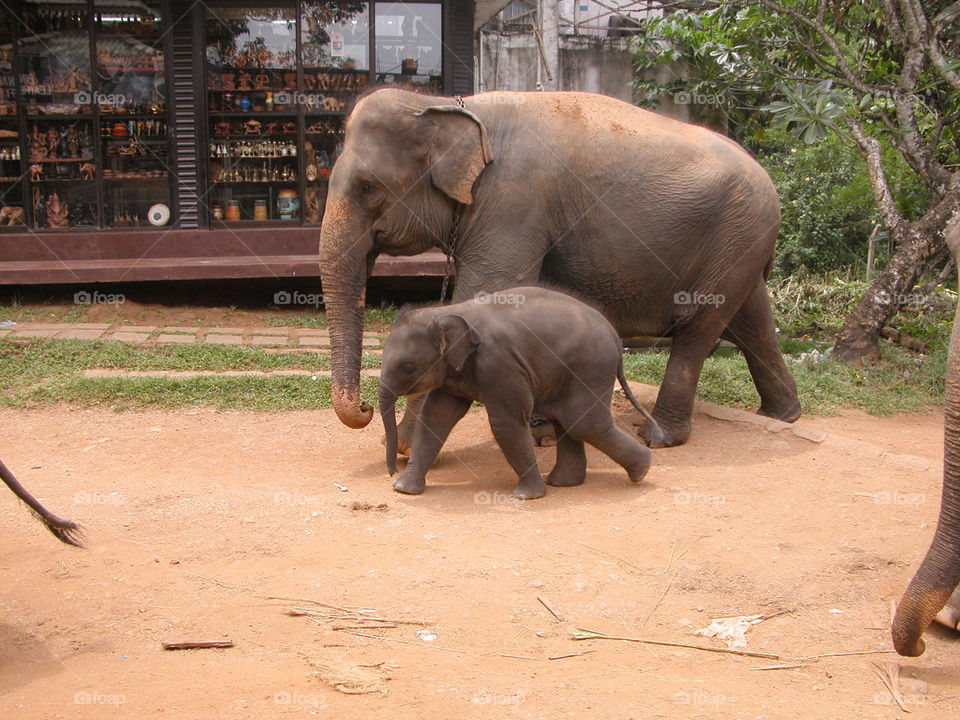 elephants mother and child pinnawala pinnawala sri lanka by jpt4u