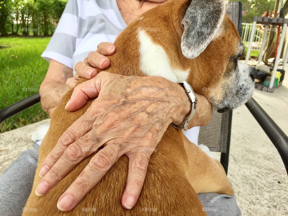 Senior woman holding boxer dog in the backyard