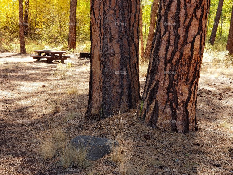 Magnificent ponderosa pine trees grow with aspen trees with leaves of golden yellow fall colors along the banks of Indian Ford Creek in the forests of Central Oregon on a sunny autumn day.