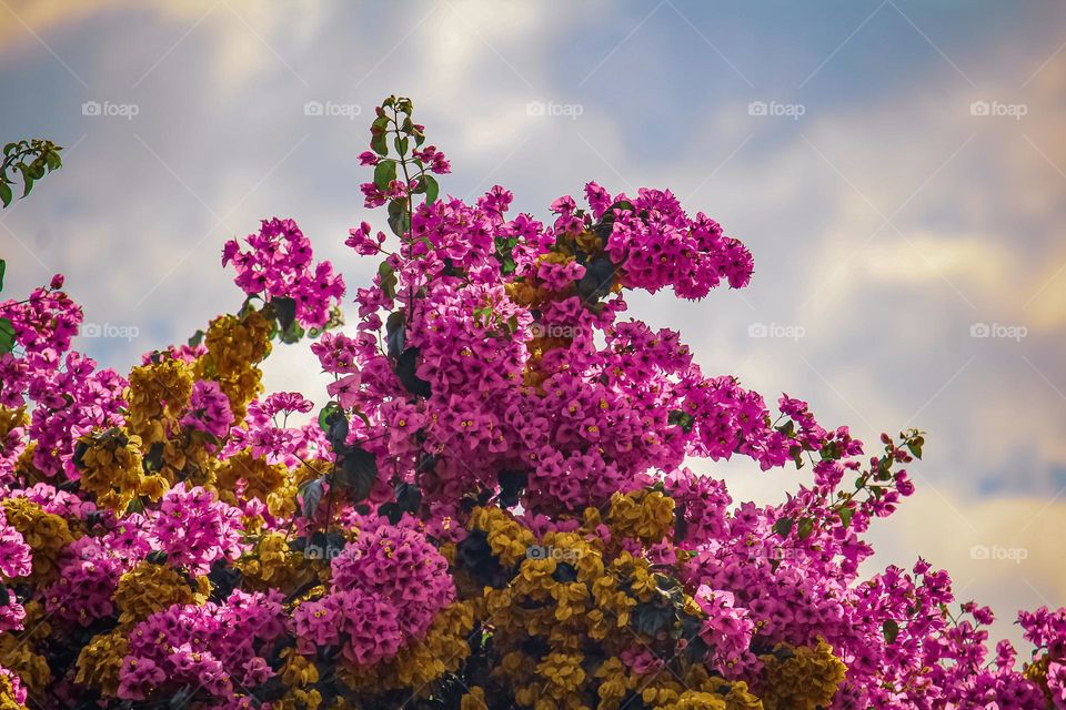 Pink trumpet-tree
