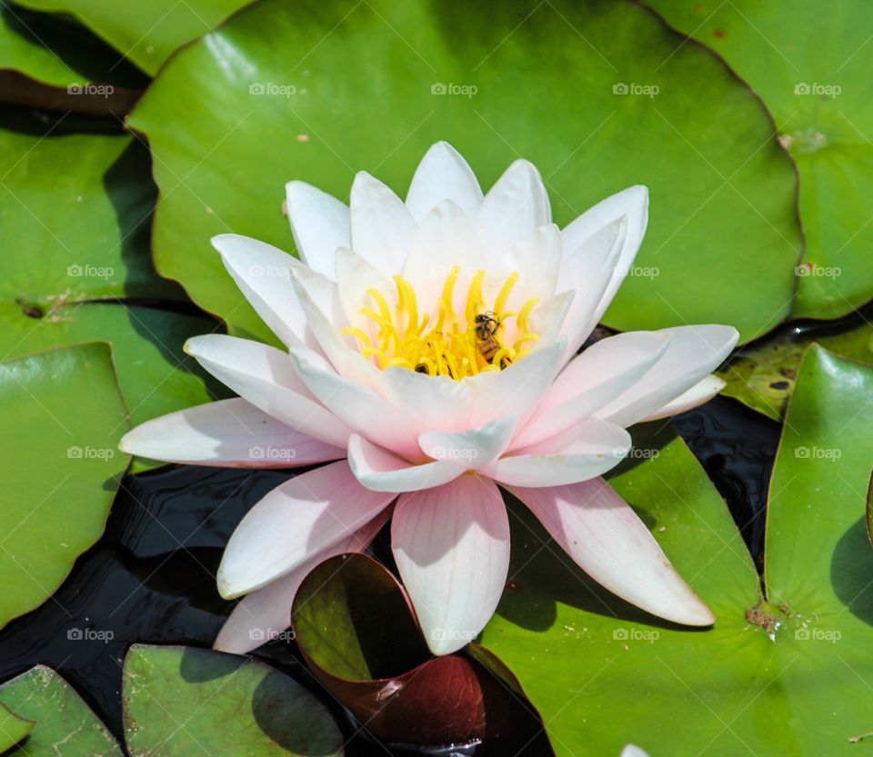 Lotus floating on lake