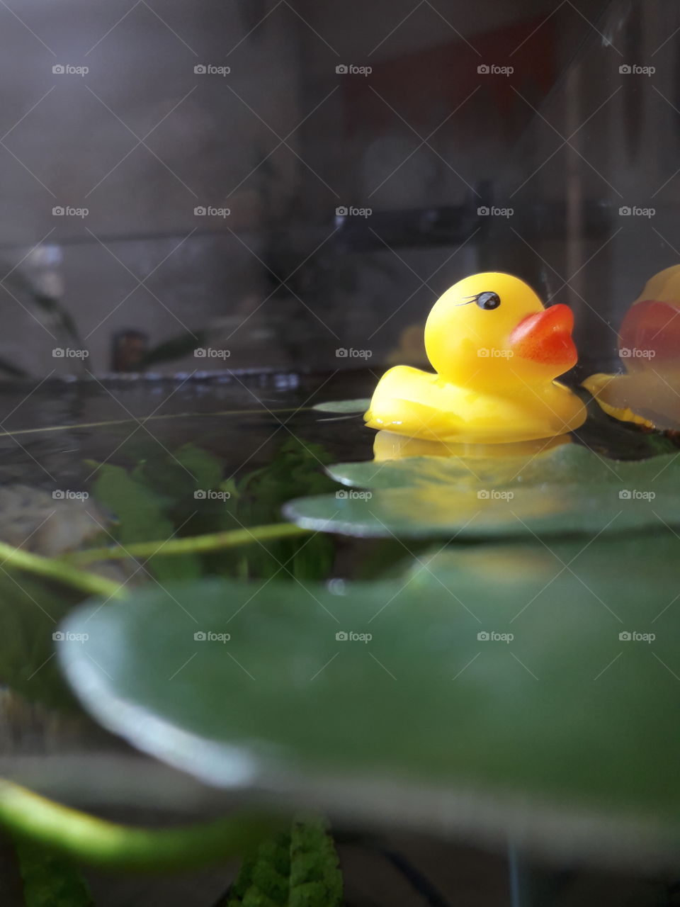 plastic duck