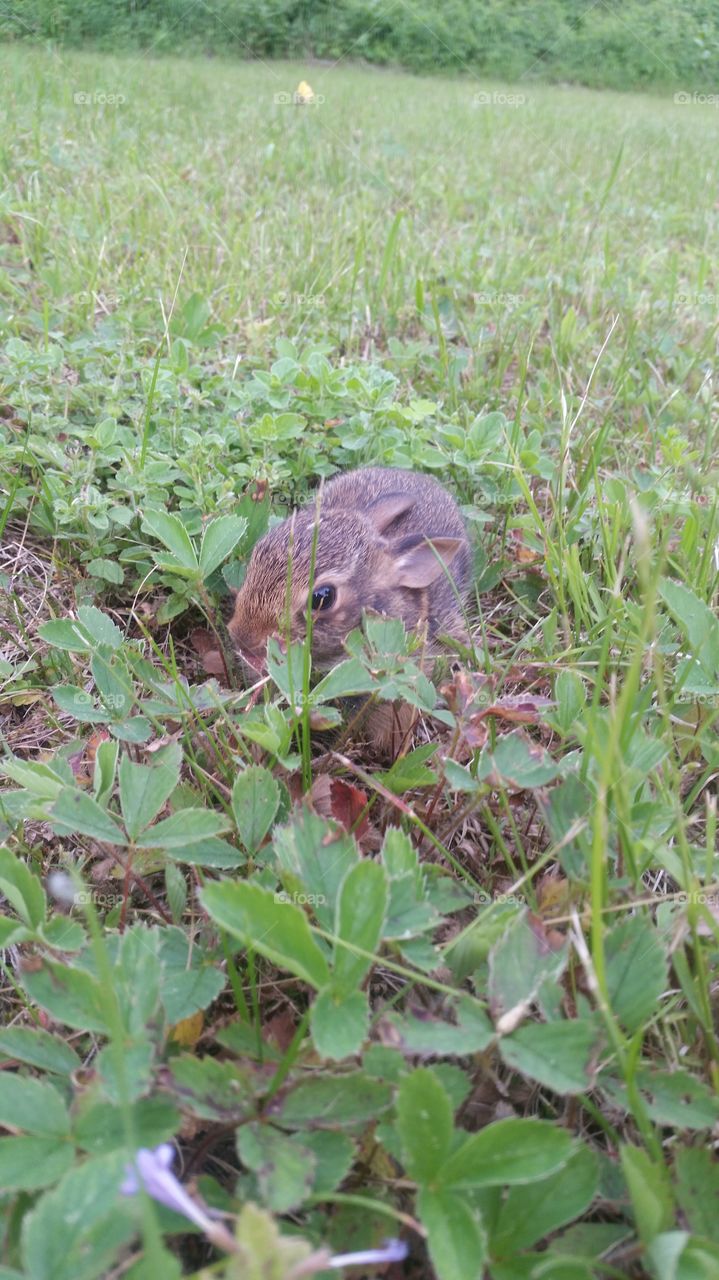baby bunny. came across this little guy while up at our camp,he let us get right next to him, he was very curious and just precious