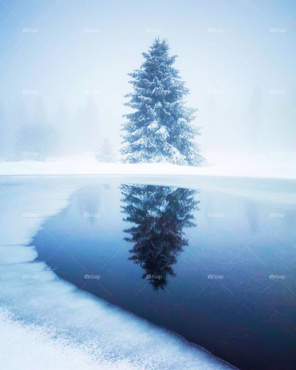 lonely spruce in the fog