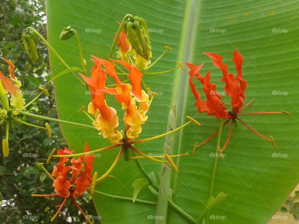 Gloriosa superba