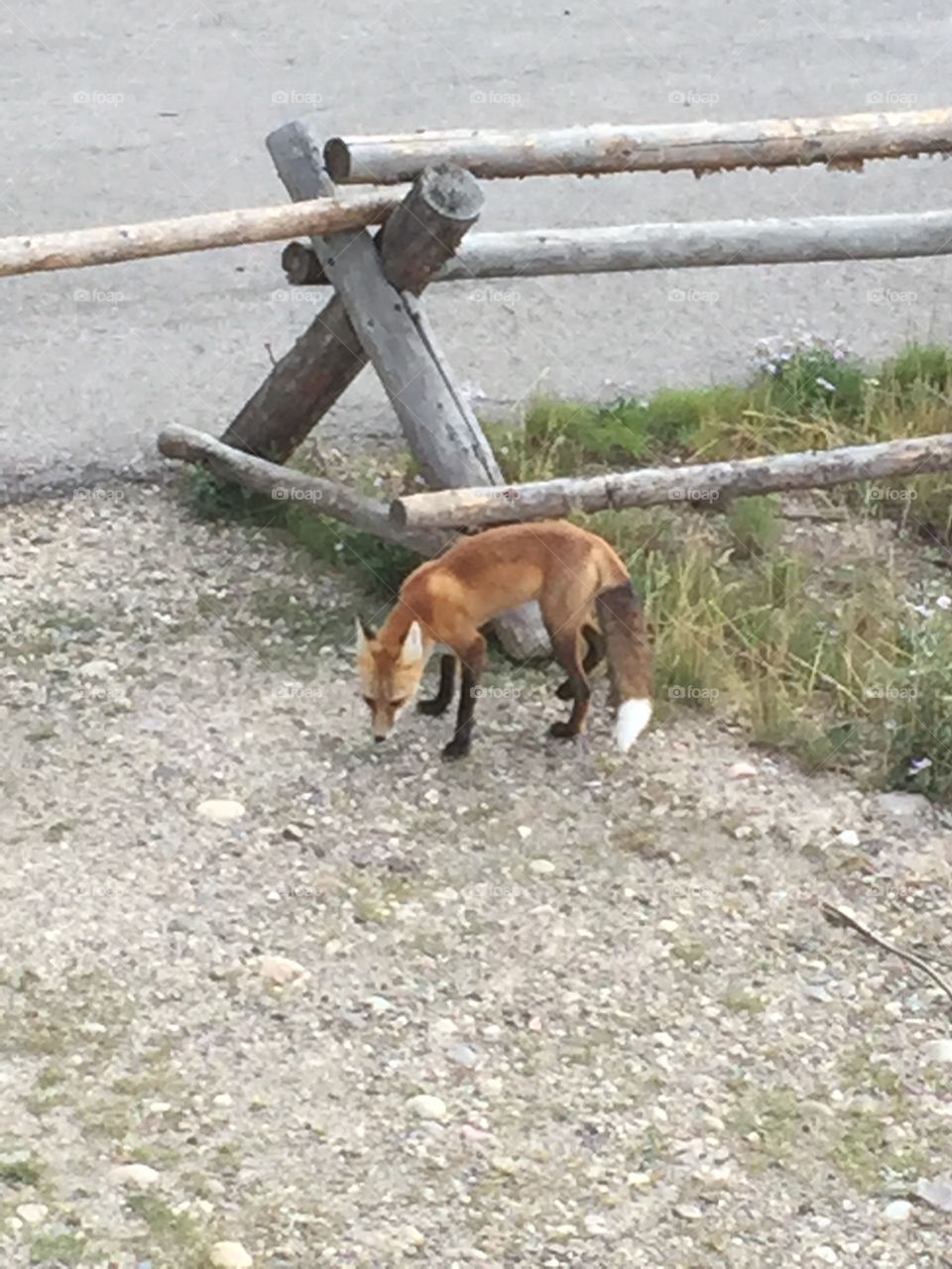 A Teton Fox