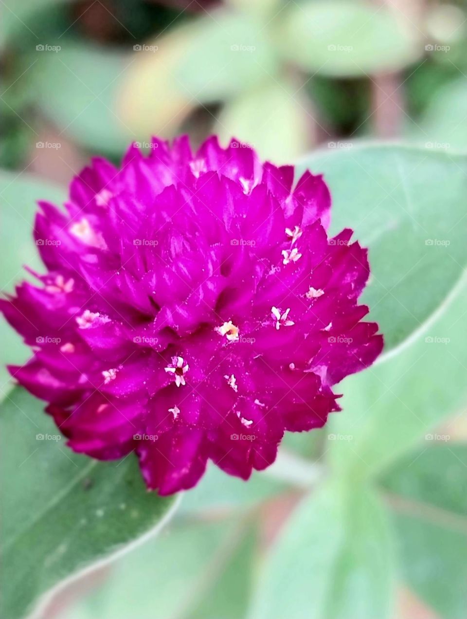 The globe amaranth flower