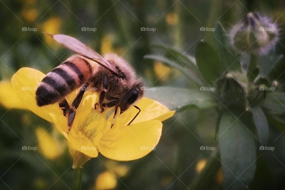 Honey Bee on a Buttercup