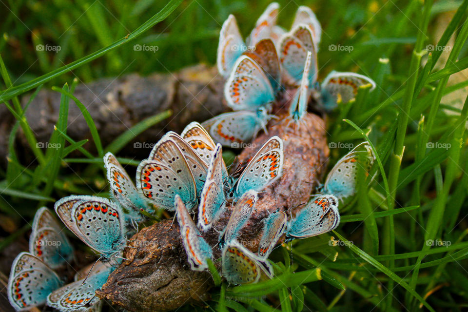 A bunch of a small spring butterflies