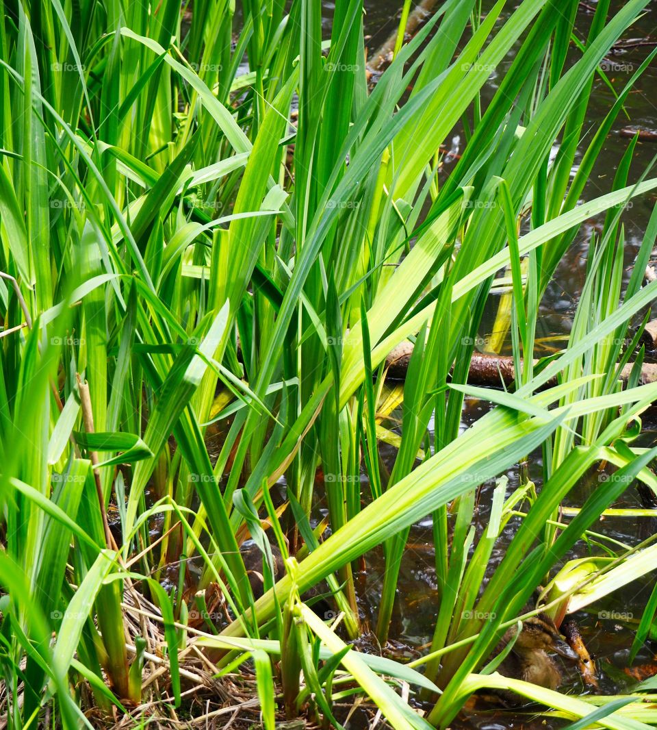 Duckling hiding in the reeds and grass