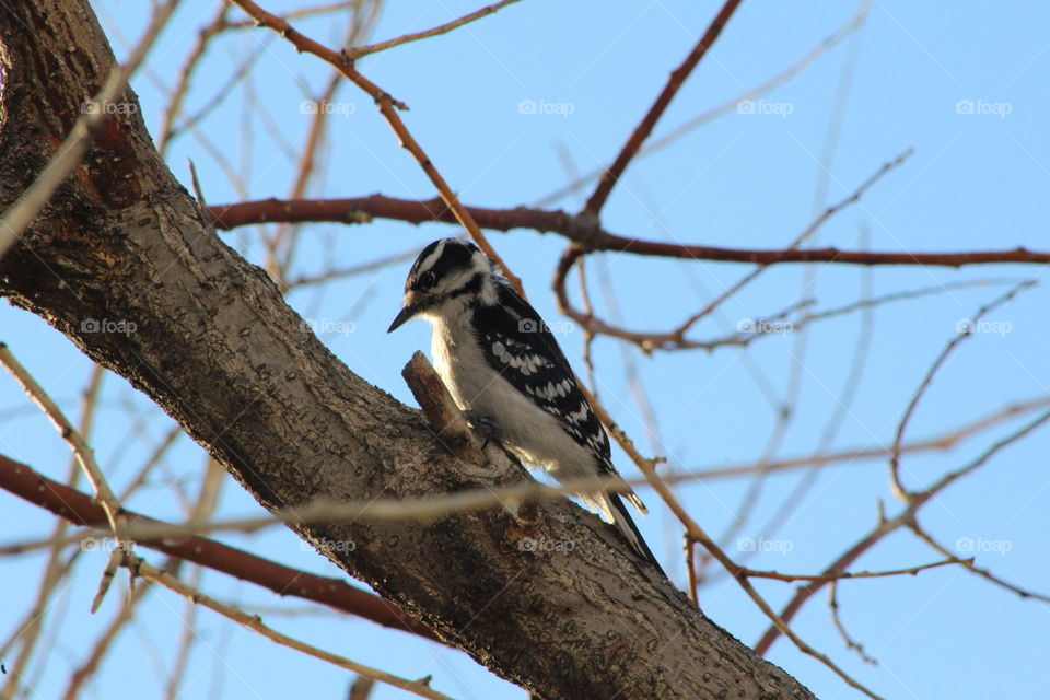 Downy woodpecker (eastern, female) on branch, side view 