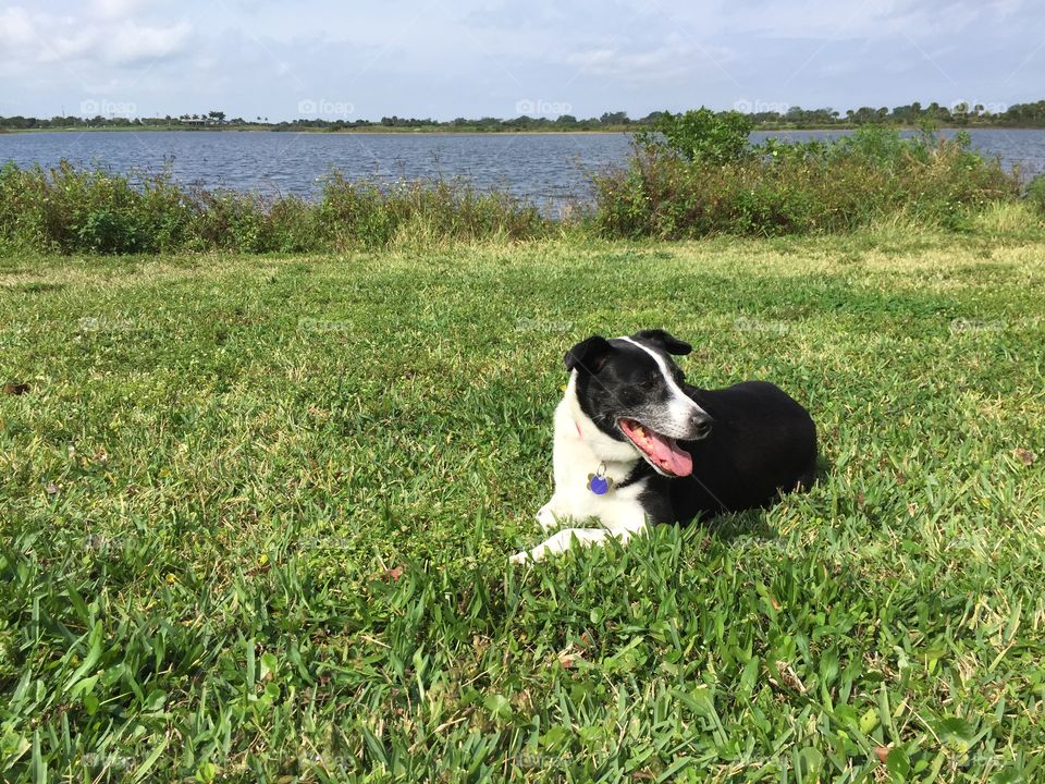 Grass, Animal, Dog, Field, Mammal