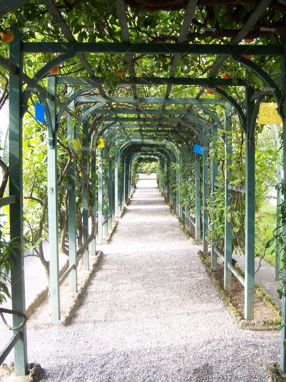 Green arbor