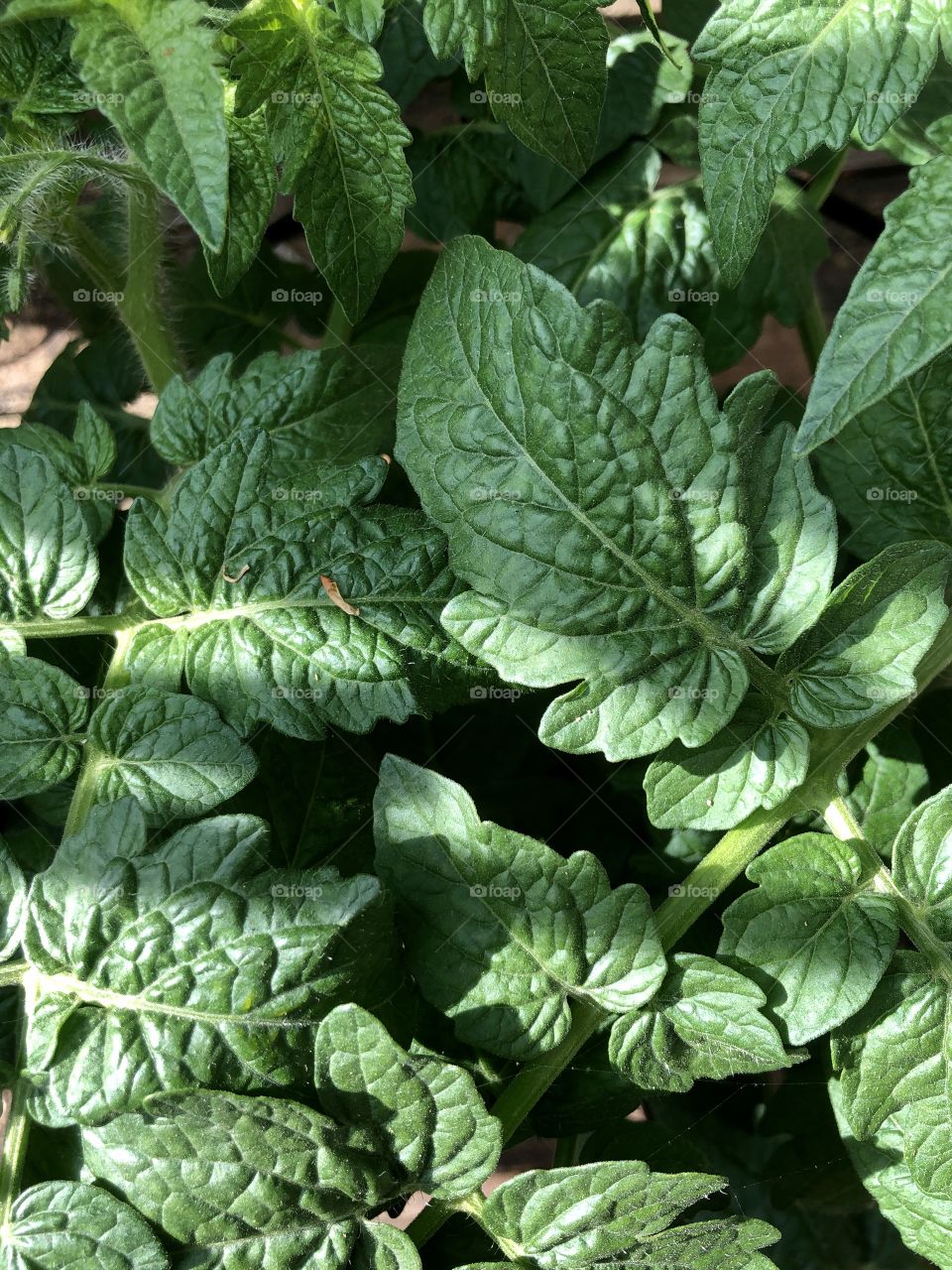 Full frame view of tomato foliage 
