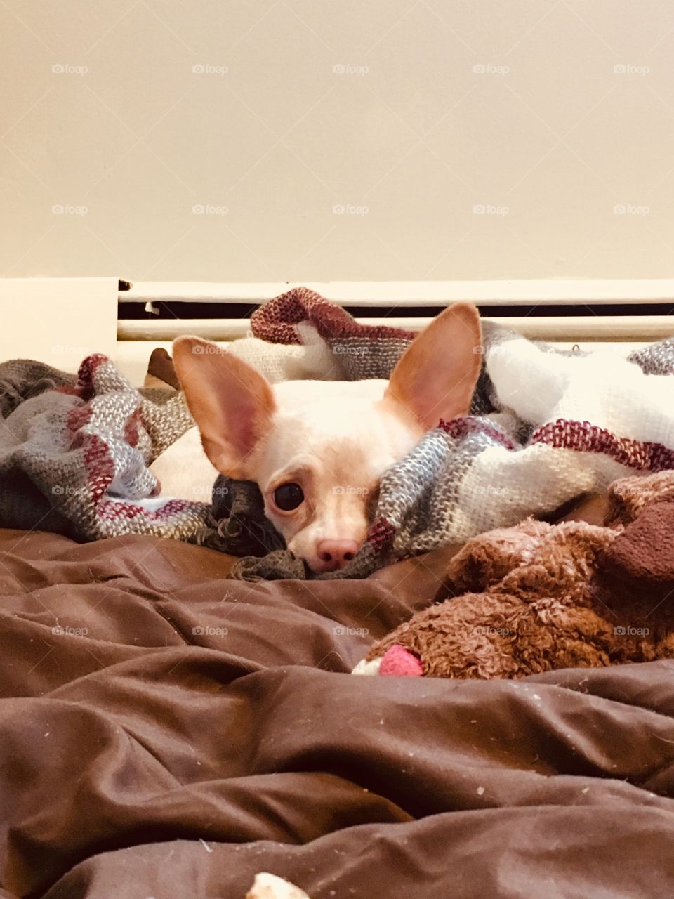 Taking a break from Guard Dog duties...