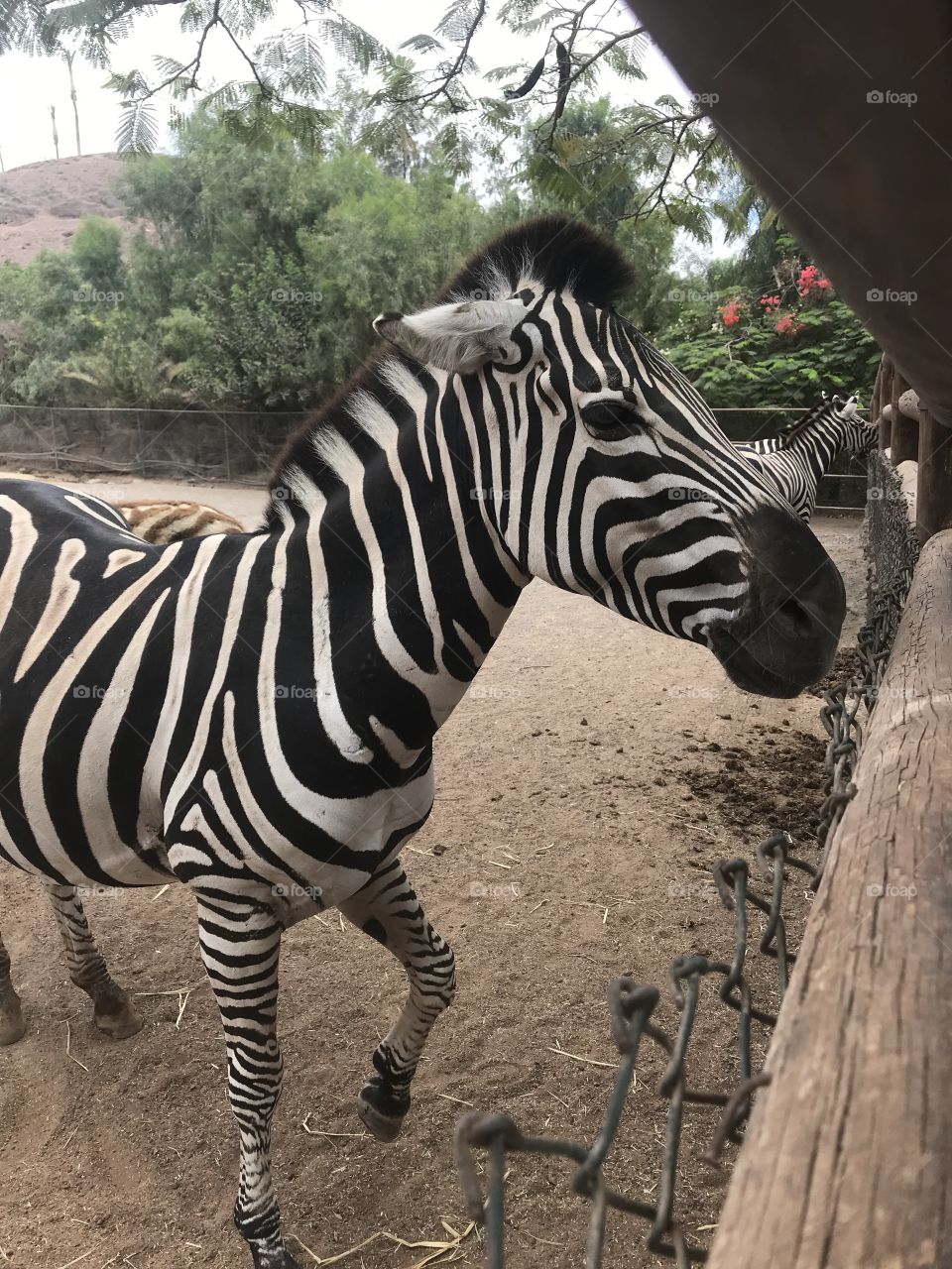 Zebra at ZOO