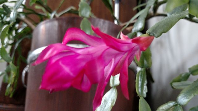 house plants in a pot on the floor with a fire bloom