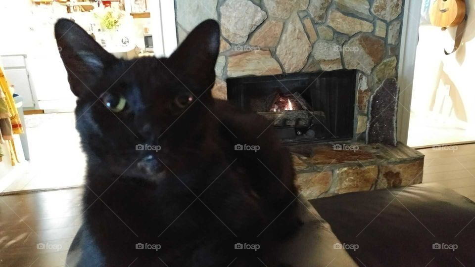 black cat laying by the fireplace
