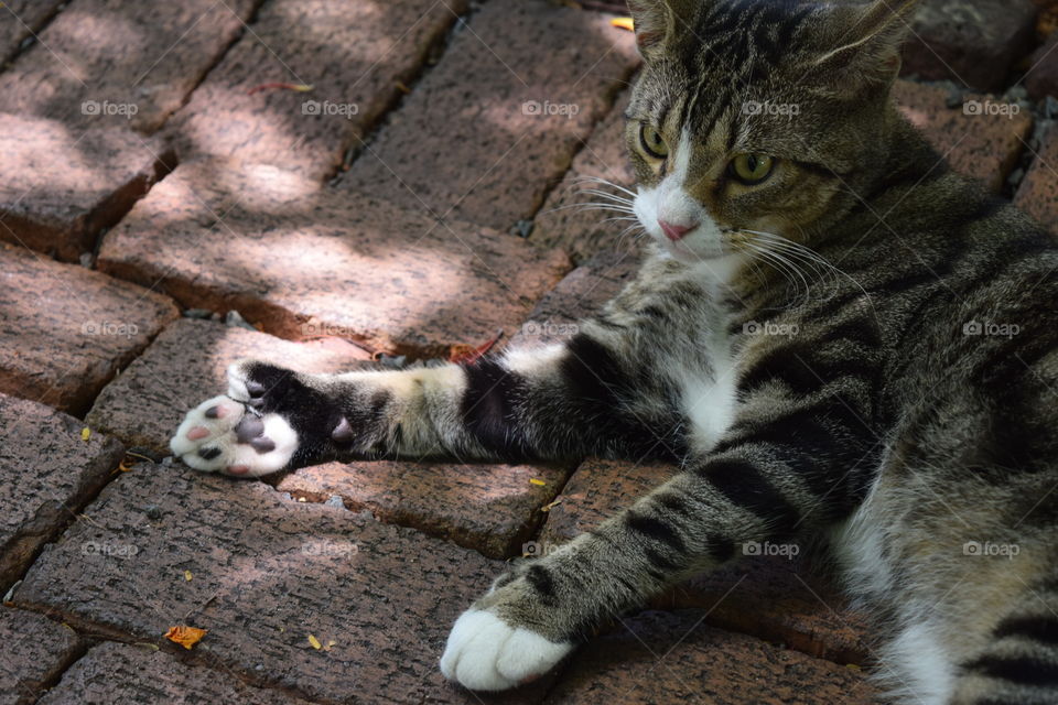 A polydactyl cat shows his extra toes at Ernest Hemingway's home in Key West, FL, July 2016.
