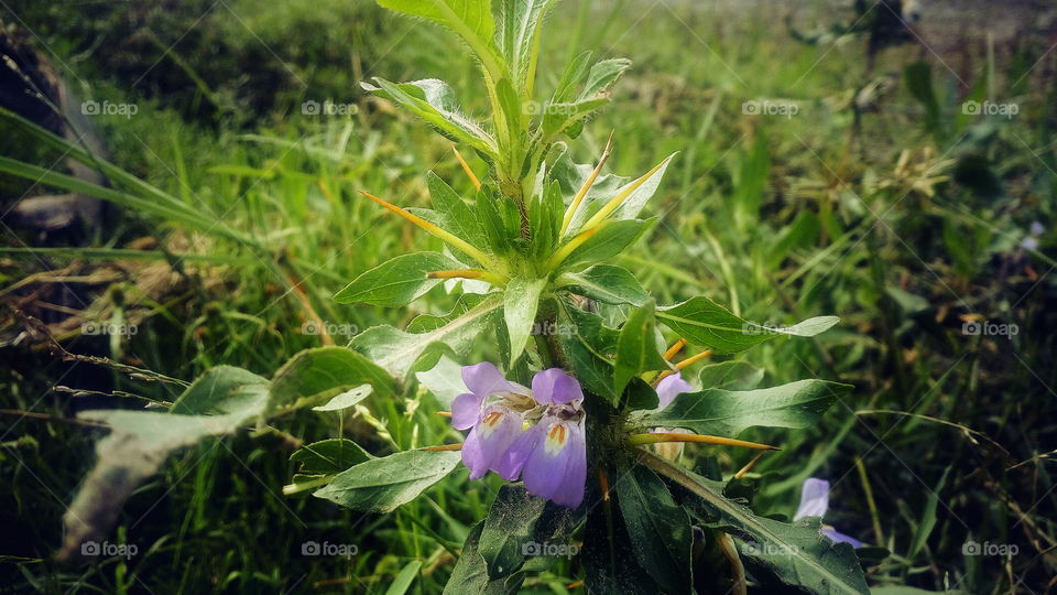 the most beautiful small purple colour flowers and fin plants