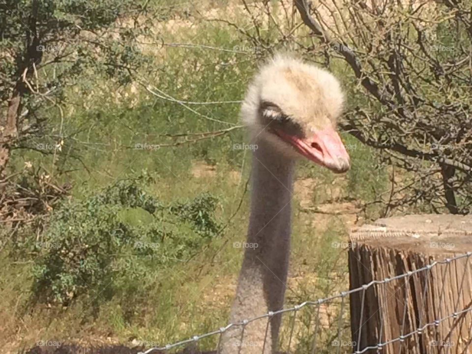 ostriches