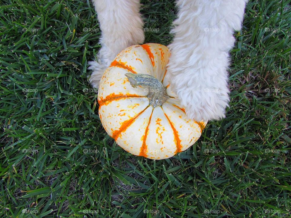 Dog paws on pumpkin