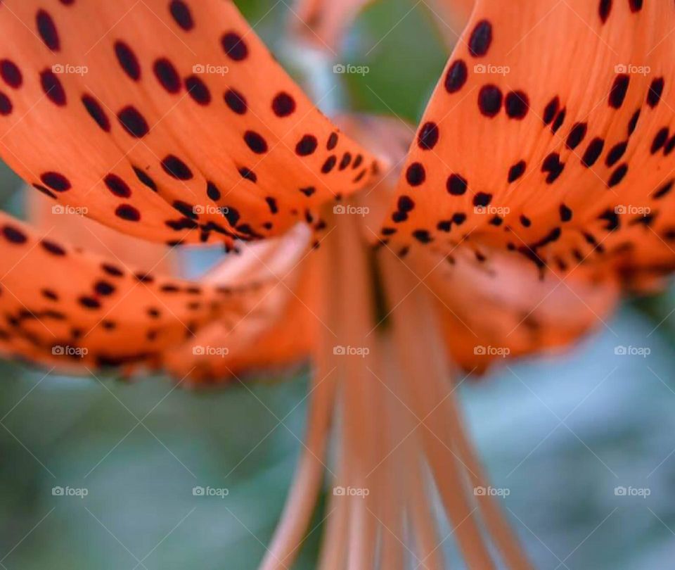 Tiger lily 