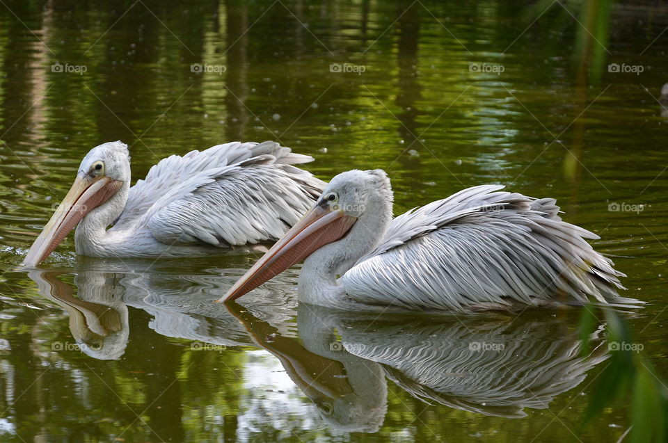 Pelican, Water, Bird, Nature, Lake