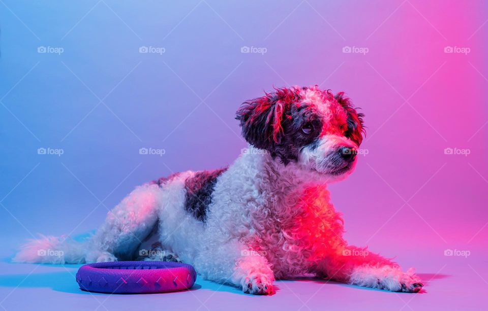 portrait of dog in neon lights