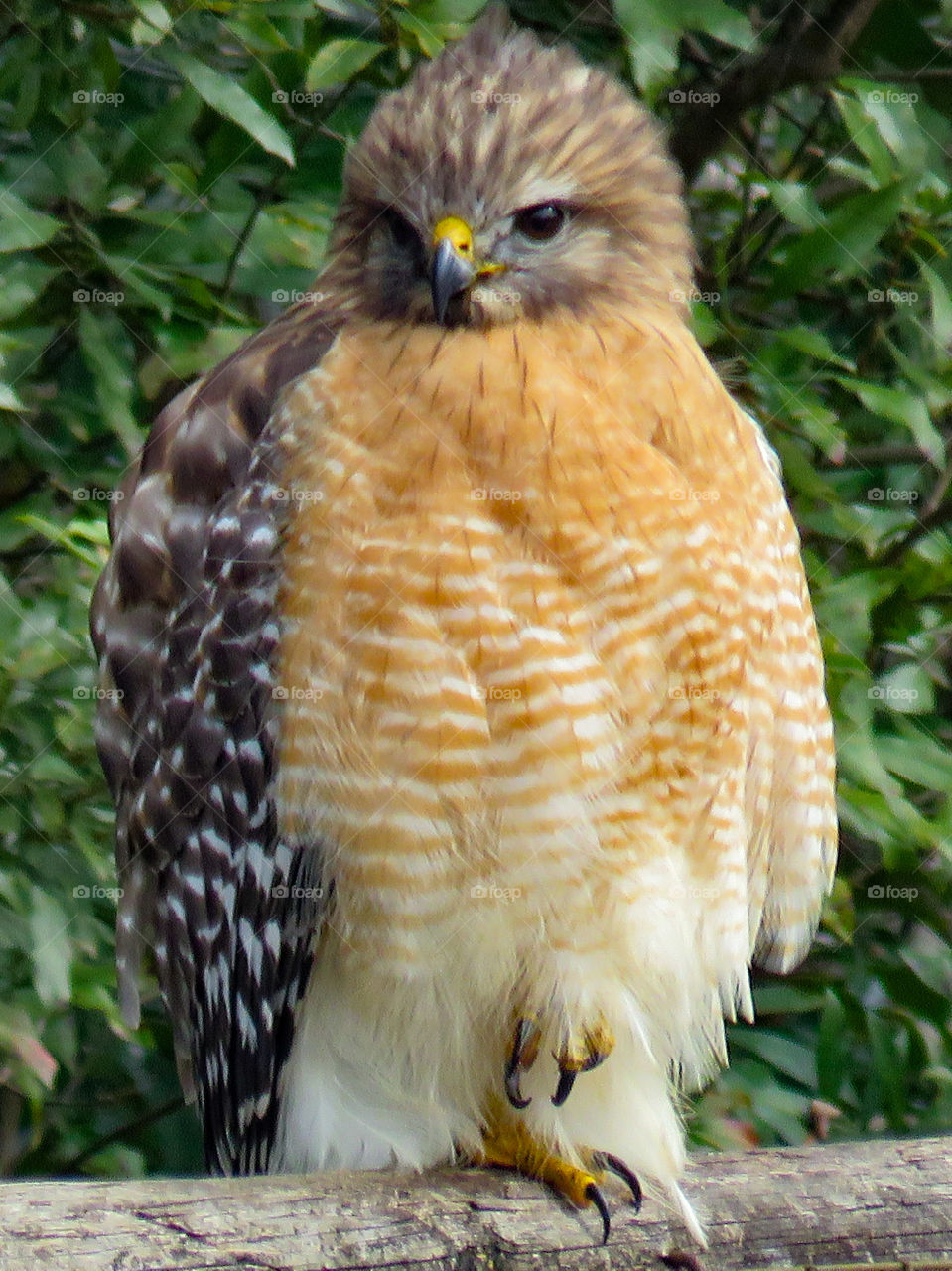 Red-shouldered hawk