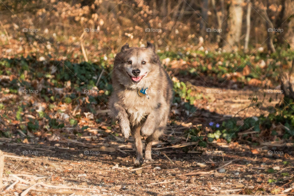 Close-up of a dog running
