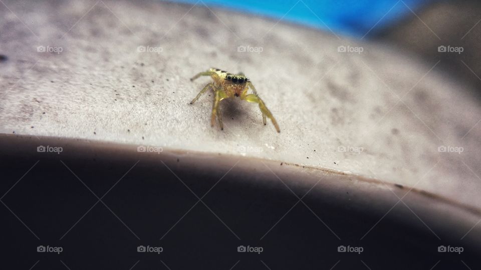 Tiny spider facing camera.