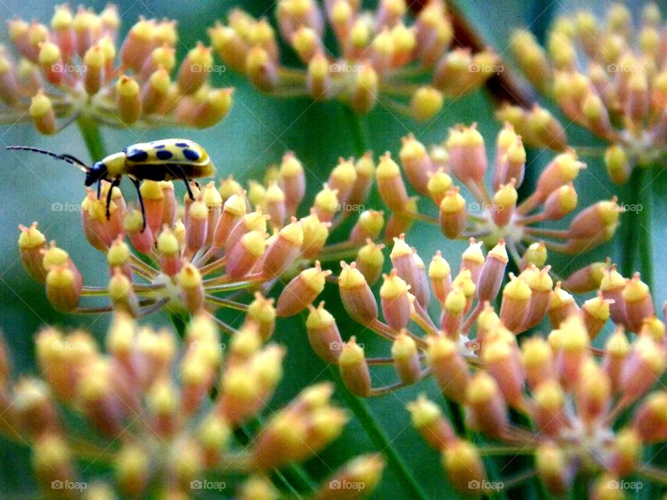 Random photo of a blurry insect resting on a spring flower. Again I know its grainy, but this was taken with a new camera I had bought at the time and I had no idea how to use all its features it had!!😃📷