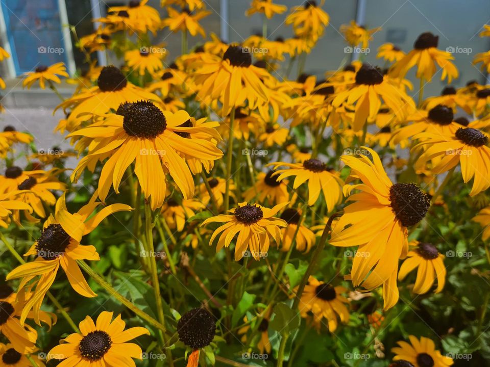 Beautiful summer flowers 💛