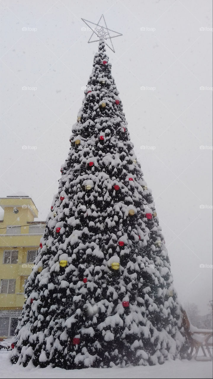 Tallest Christmas Tree