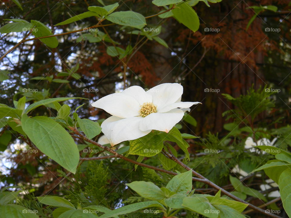 Dogwood flower