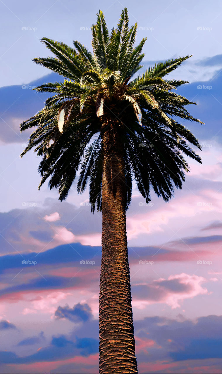 Sunset Over The Palm