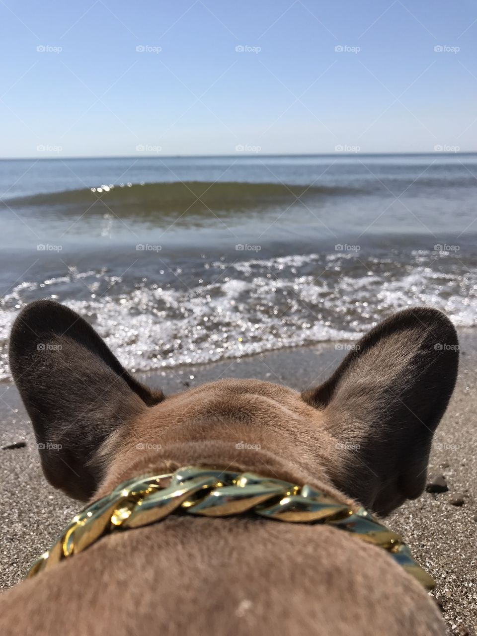 A beautiful, calm day at the sunny beach for the decked out French Bulldog puppy. 