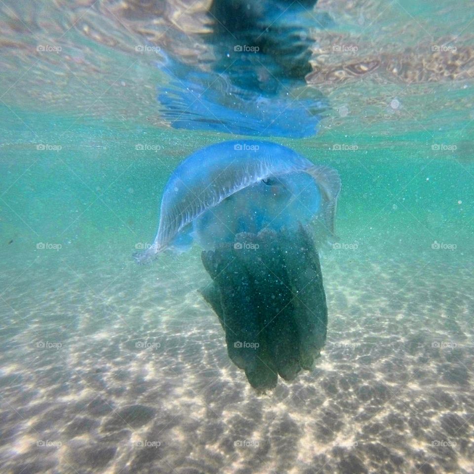Blue jellyfish