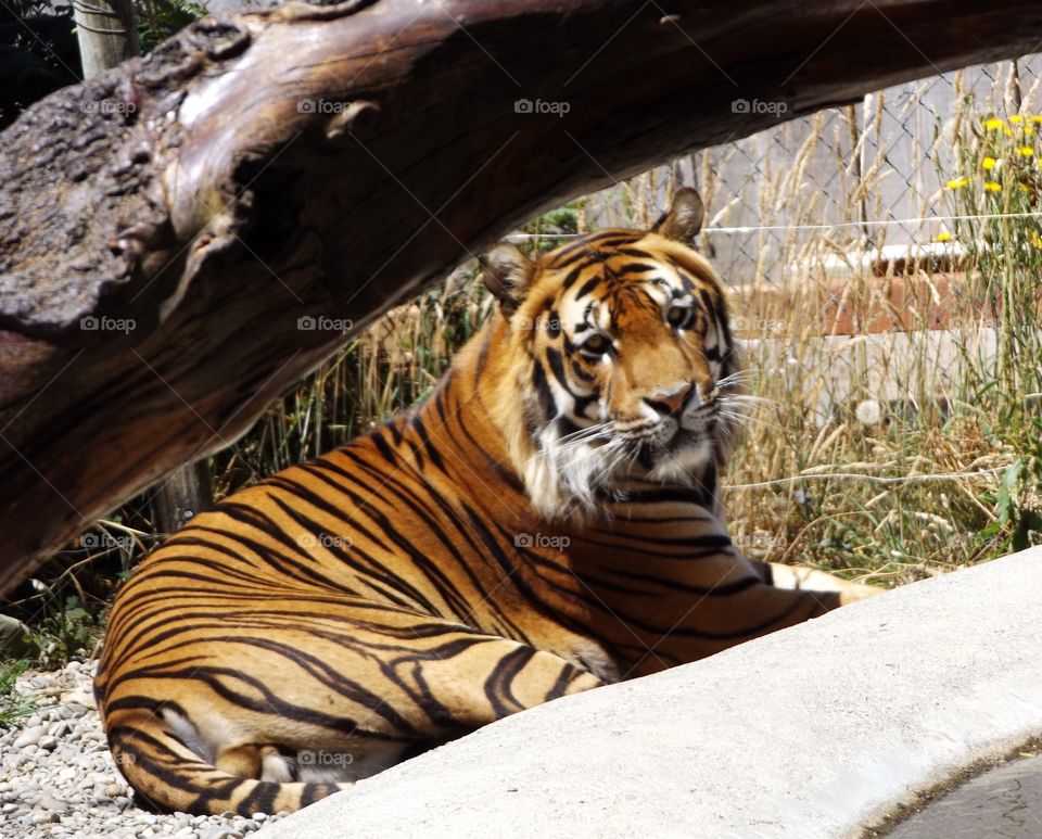Closeup of tiger