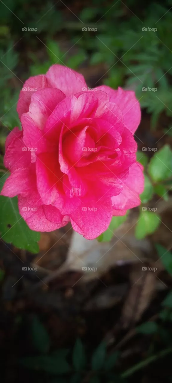 pink, rose, pink lover, beautiful flower, naturelove, morning