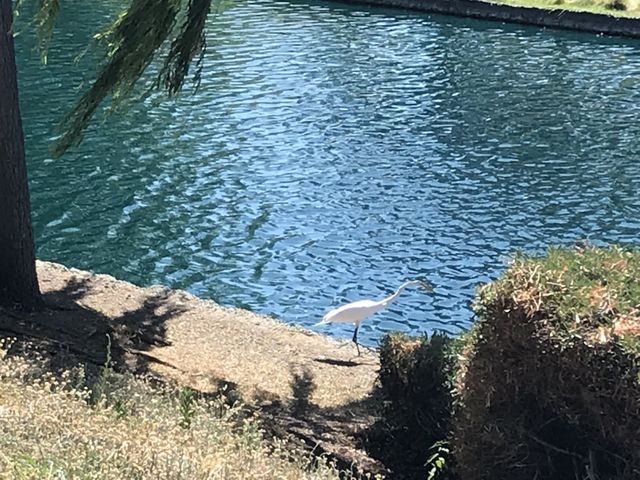 Egret at edge of pond 