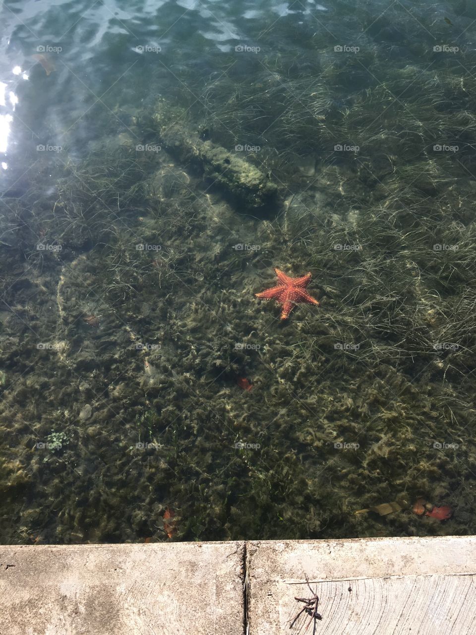 Red starfish in clear waters