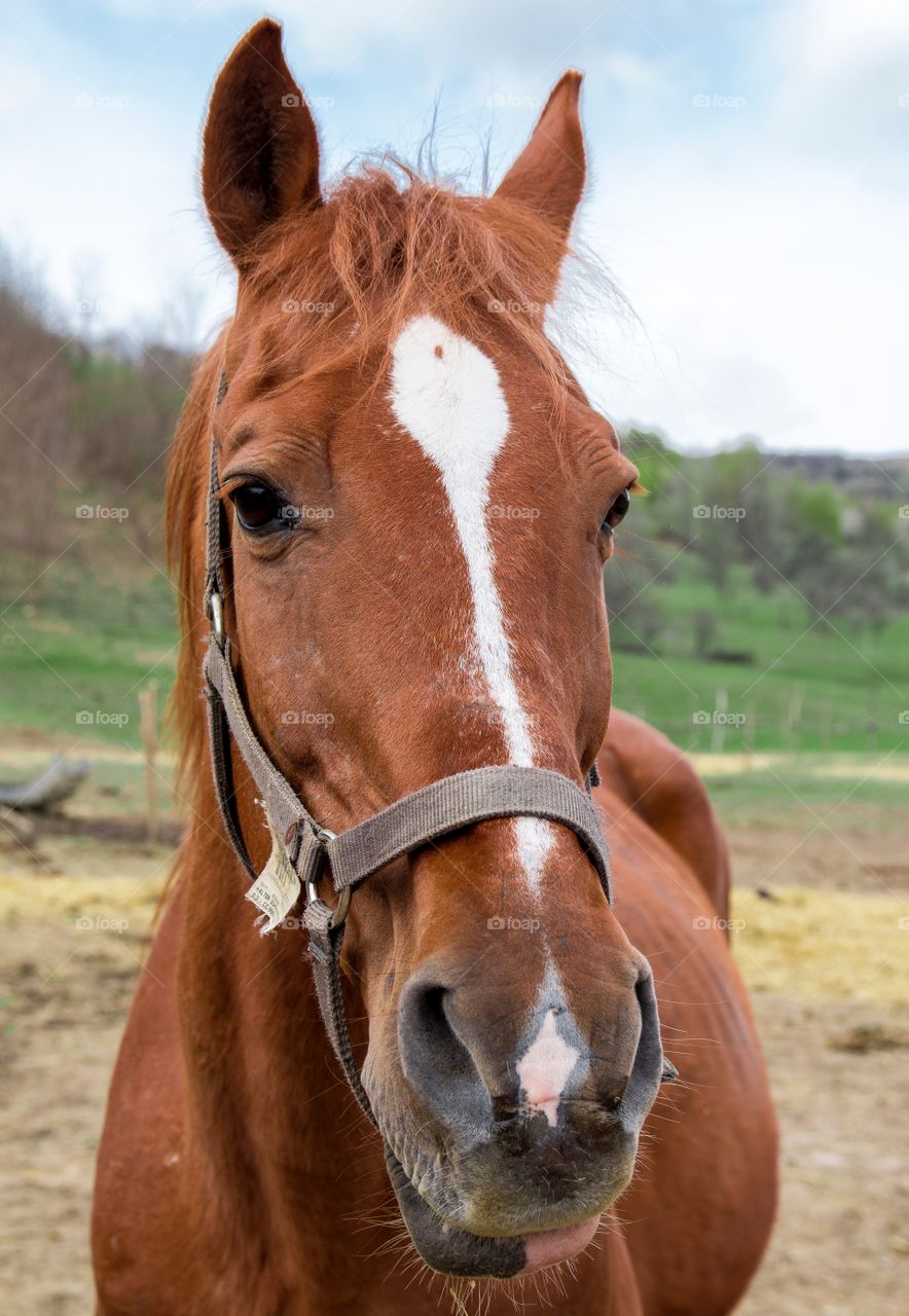 Majestic horses portrait 