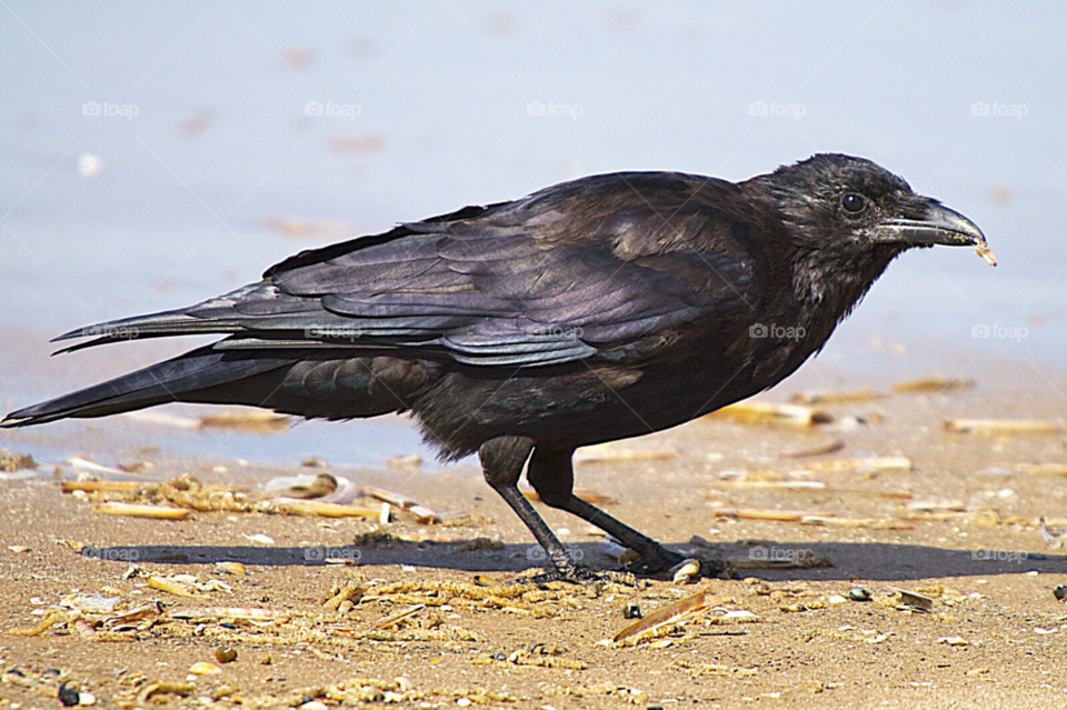 beach black birds bird by KathOnEarth