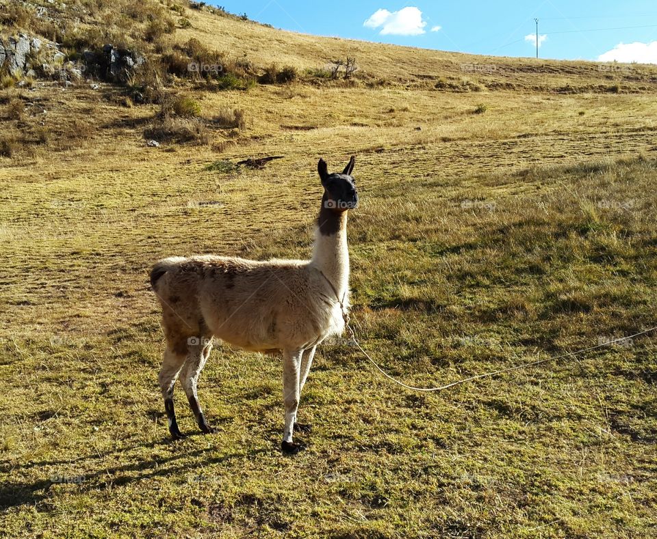 alpaca in the fields