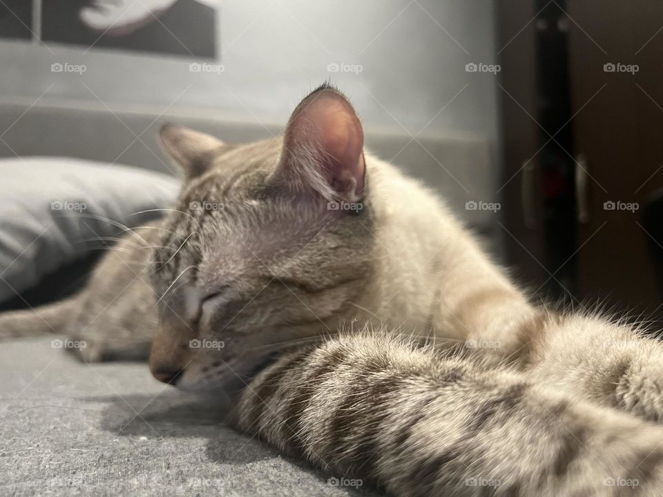 Gatito michu durmiendo