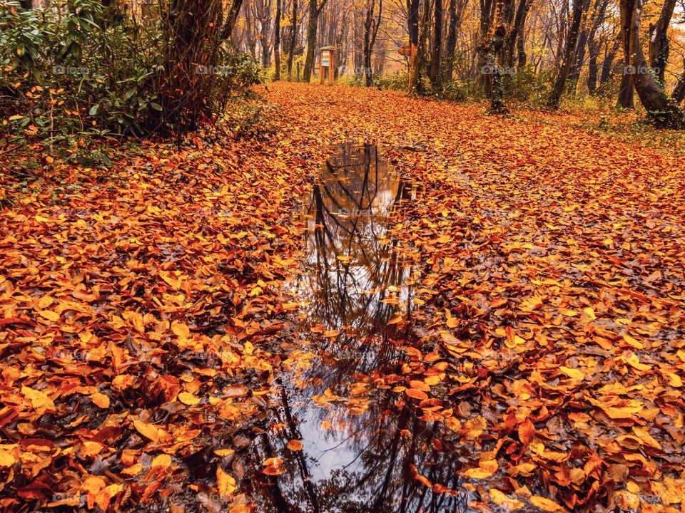 mirror and autumn